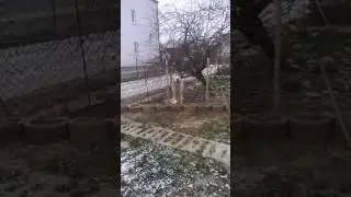 Polski Owczarek Podhalański pilnuje swojej posesji