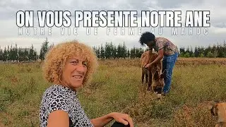 306- UN ADORABLE ÂNE REJOINT NOTRE FERME AU MAROC