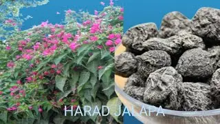 Harad jalapa ke fayde || ہرڑ جلاپا کے فوائد