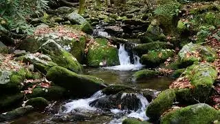 Soothing & Relaxing Creek with small Waterfall in Great Smoky Mountains National Park