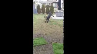 Buddy ( Last Chance Animal Rescue ) foster dog 3/21/2016