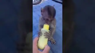Smart Baby monkey drink own milk