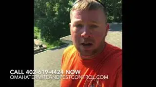 Raccoon Removal Omaha Nebraska | Omaha diy trapping