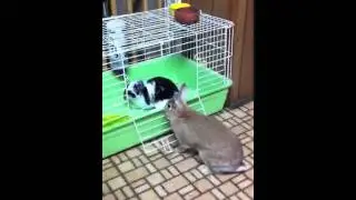 Girl Bunny Humping
