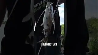 Fishing Gone Wild: Reactions to the Catch! 🎣😂 #shorts