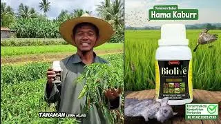 Testimoni Petani Cabai Setelah Pakai Biolive Hama Langsung Kabuurrr
