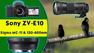 Sony ZV - E10 + Sigma MC - 11 Adapter + Sigma 150 - 600mm ( Canon ) : Budget Wildlife Gears' Sample
