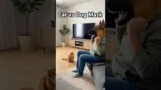 Cat Loses It When Owner Wears a Dog Mask &mdash; Total Home Chaos