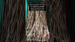 Daylily weaving