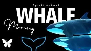 Whale Spirit Animal | Whale Spirit Guide | Whale Symbolism | Whale Totem