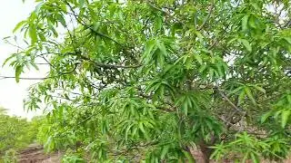 4 #acre #mango #garden #for #sale 60L #farmland #home #realestate #automobile #telangana 9640041044