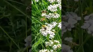 Two male hoverflies hovering above a female hoverfly. Blomsterfluer