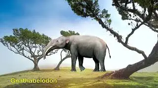 Gomphothere | Prehistoric Elephants|