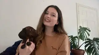 Quick Dachshund Q&A (I’ve missed you lot! ❤️)