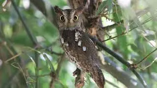 Oriental scops owl