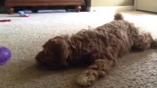 Ellie's new ball