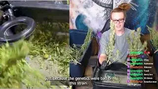 Cannabis Strain Review: Importance of Genetics and Phenotypes Explained