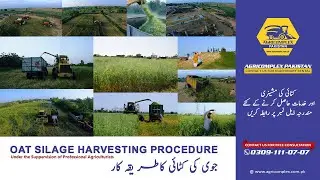 How to make oat silage - its preservation - Complete process by Agricomplex Pakistan