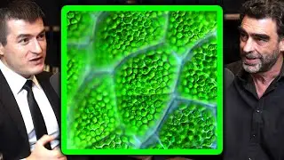 Photosynthesis Explained | Nick Lane and Lex Fridman