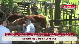 Gordo, Invernada y Cria - Cacharí