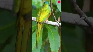 Jacamar Birds | A Jewel of the Rainforest #trending #birds #nature #birdwatching#travel #wildlife