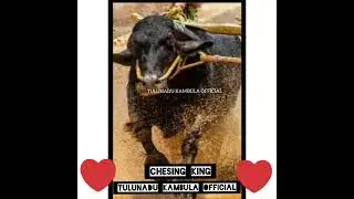 CHESING KING LEGEND BOTTIMAR IRUVAIL PANILA ❤️ TULUNADU KAMBULA OFFICIAL ❤️