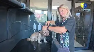 Een kijkje achter de schermen bij de Trimsalon BeachDogz van Diana Witte🐾✂️