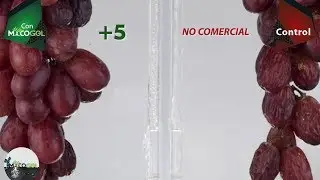 Mycogel en Uva Crimson | Agrocode Bioscience