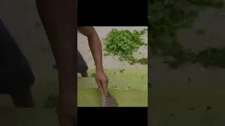 Make Underground Swimming pool and Tunnel House in jungle | #shorts