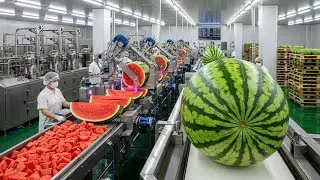 Inside a Modern Watermelon Processing Plant From Whole Melons to Sweet Red Juice (Full Process)