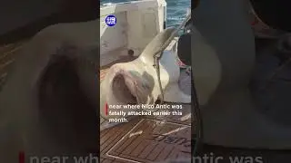 Monster bull shark caught in Sydney Harbour | 9 News Australia
