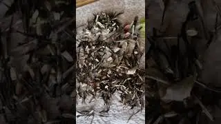 Geheimer Trick beim Roten Sonnenhut: Ohne K&auml;ltereiz keine Keimung &ndash; so klappt&rsquo;s garantiert