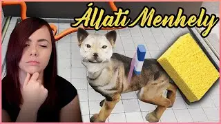 MOSDATÓ + ÚJ KENNELEK! - AZ ÁLLATI MENHELY! 🐕 #2