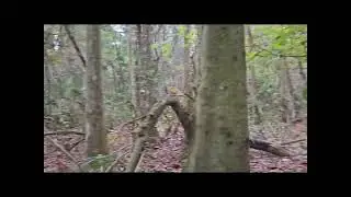 Windy Day! #wearenotalone #mid #centralflorida #bigfootworld #paranormal #ocalanationalforest