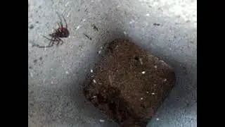 ...the gentle Redback, Australia