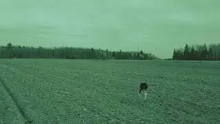 Looking for the ghost in the field