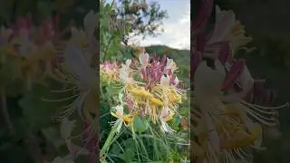 como descrever o aroma da madressilva?  #sernatureza #connectwithnature