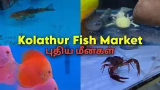 Kolathur Fish market Live