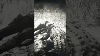 Осторожно, аллигаторы! 🐊 #rdr2