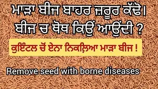 REMOVE DISEASED SEEDS AND SEED BORNE DISEASES ਕੁਇੰਟਲ ਬੀਜ ਚ ਏਨਾ ਨਿਕਲਦਾ ਮਾੜਾ ਬੀਜ