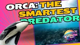 Orca Documentary -   The Ocean&rsquo;s Smartest Predator!