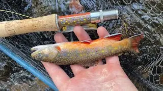 fly fishing for big native brook trout ( small stream) 