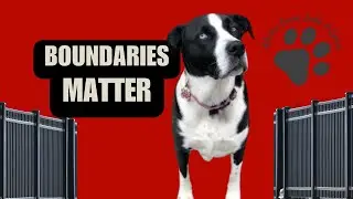 Boundaries = Love | Lessons from My Rescue Dog Spice 🐾💛