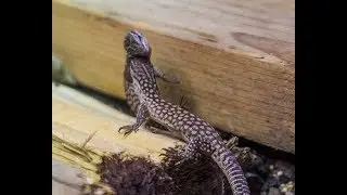 Red Ackies Are Here
