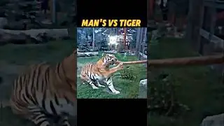Tiger vs strong man #trending #tiger #animals #wildlife #short #tugofwar #lion #viralvideo