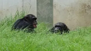JULY 2015 Tama zoo chimps, Heavy bushes hide Baby Fubuki