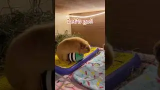 JAJAJAJAJA #youtubeshorts #humor #cuyos #guineapig