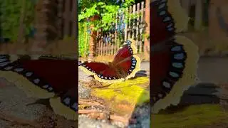 Mourning Cloak бабочка, которую ты точно не забудешь! 🦋🔥 #бабочка #природа #macro #butterfly