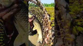 Wow! Amazing Polo Fishing Videos ! Best Big Fish Catching🐟Primitive fishing #fish #shorts #india