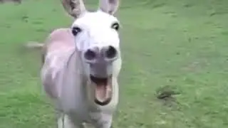 Хона мерами эээээ